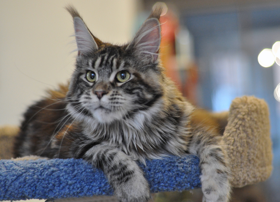 Caramel's Tajna, Maine Coon cat, CaramelCat cattery