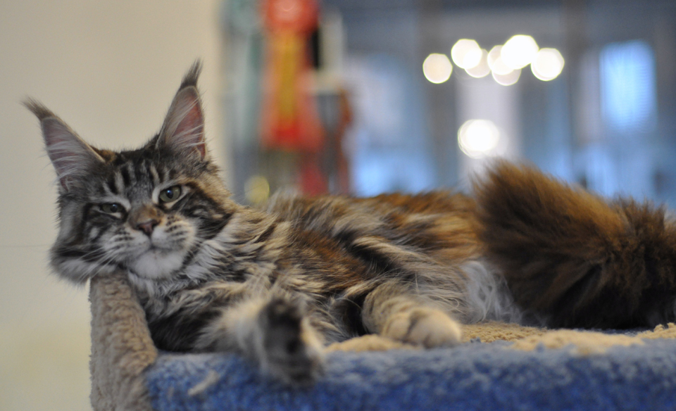 Caramel's Tajna, Maine Coon cat, CaramelCat cattery