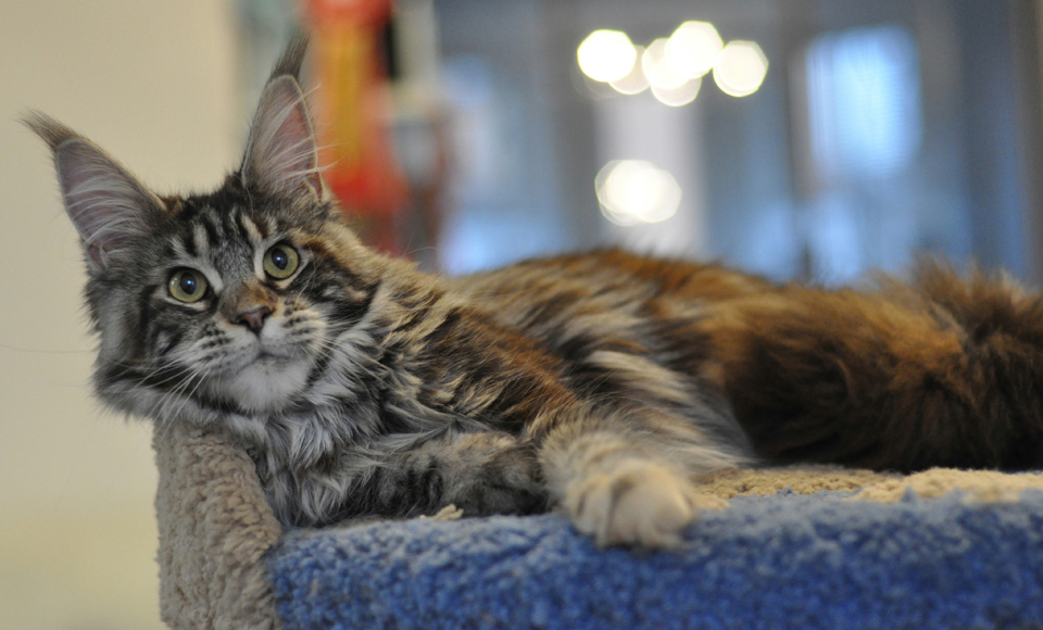 Caramel's Tajna, Maine Coon cat, CaramelCat cattery