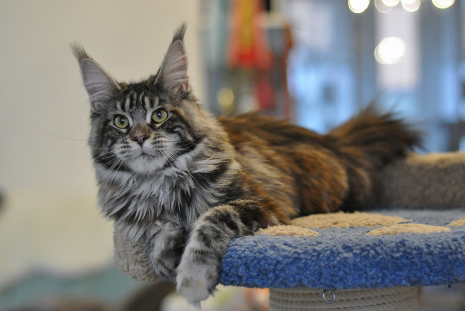 Caramel's Tajna, Maine Coon cat, CaramelCat cattery