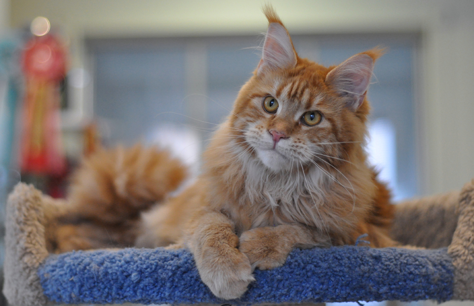 Caramel's Uslada, maine coon,рыжий мейн кун фото 