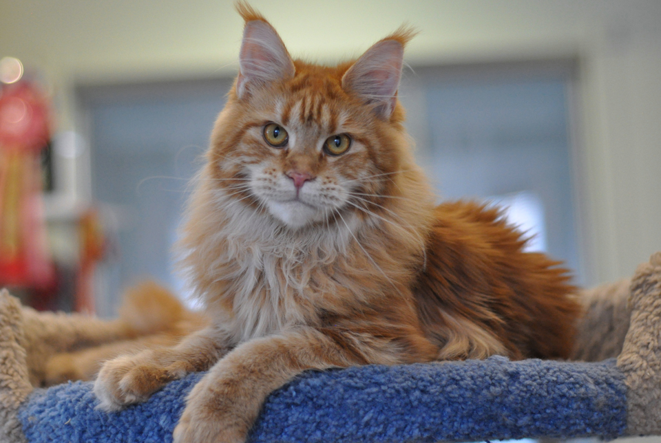 Caramel's Uslada, maine coon,рыжий мейн кун фото