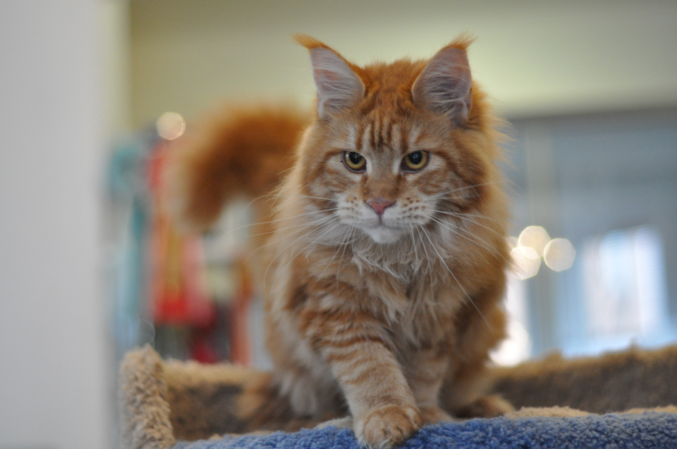 Caramel's Uslada, maine coon,рыжий мейн кун фото