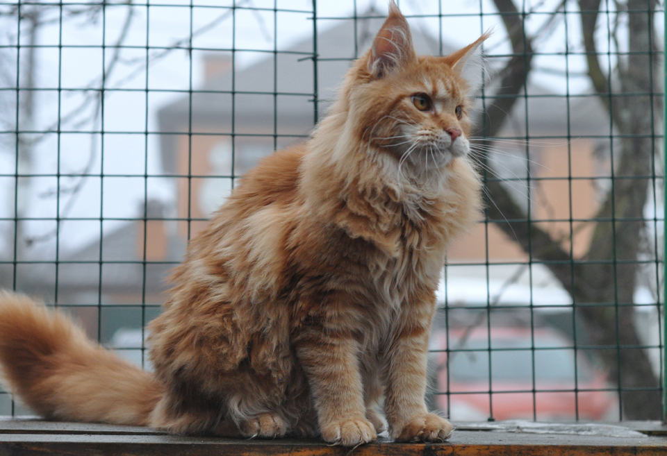 Caramel's Uslada, maine coon,рыжий мейн кун фото