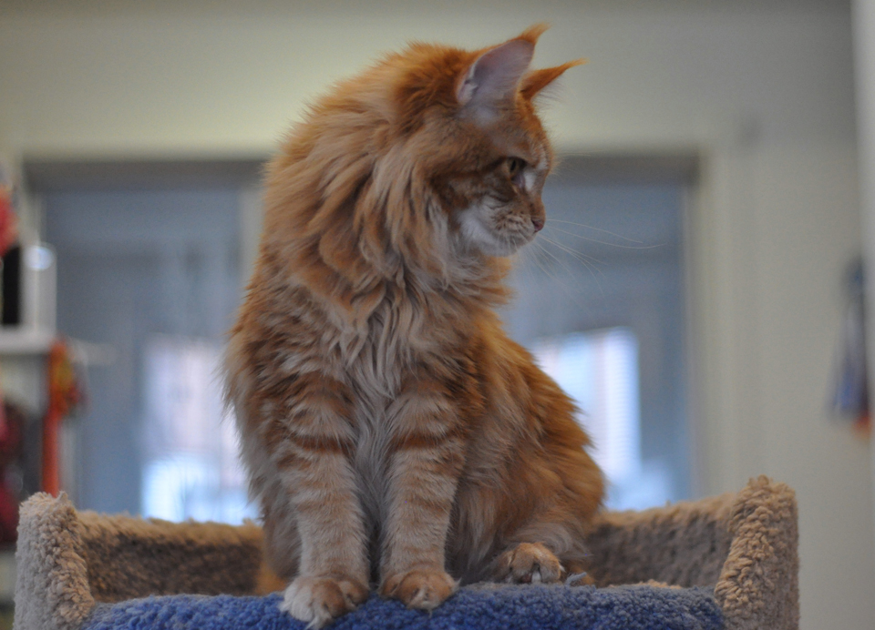 Caramel's Uslada, maine coon,рыжий мейн кун фото