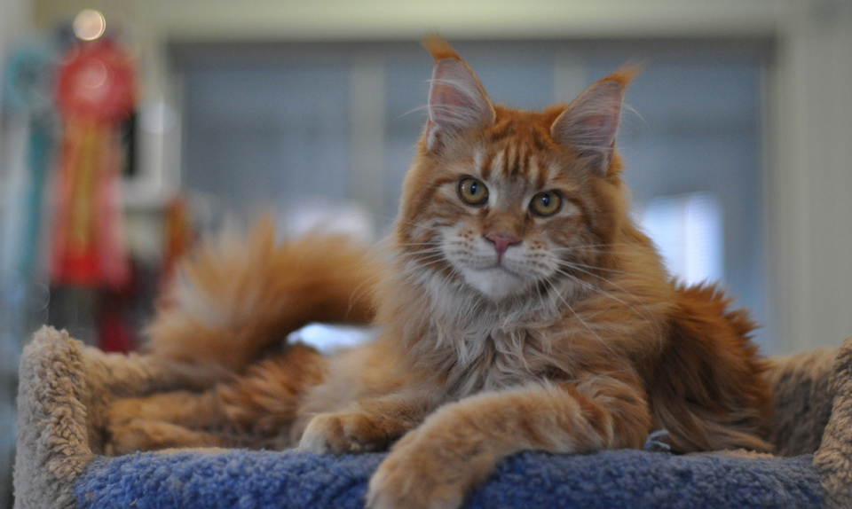 Caramel's Uslada, maine coon,рыжий мейн кун фото