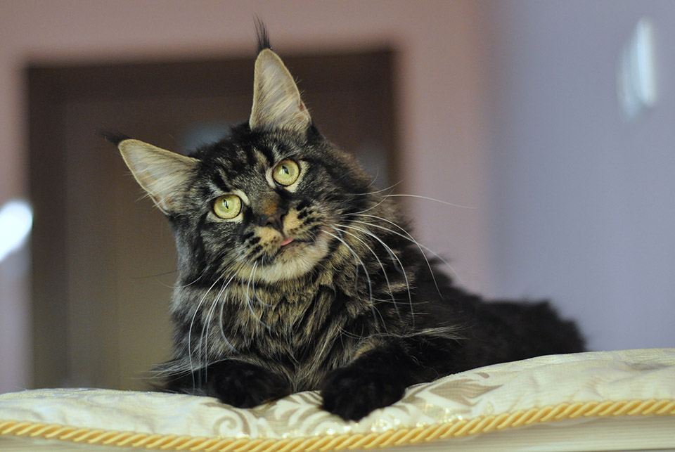 Caramel's Chelsea, maine coon