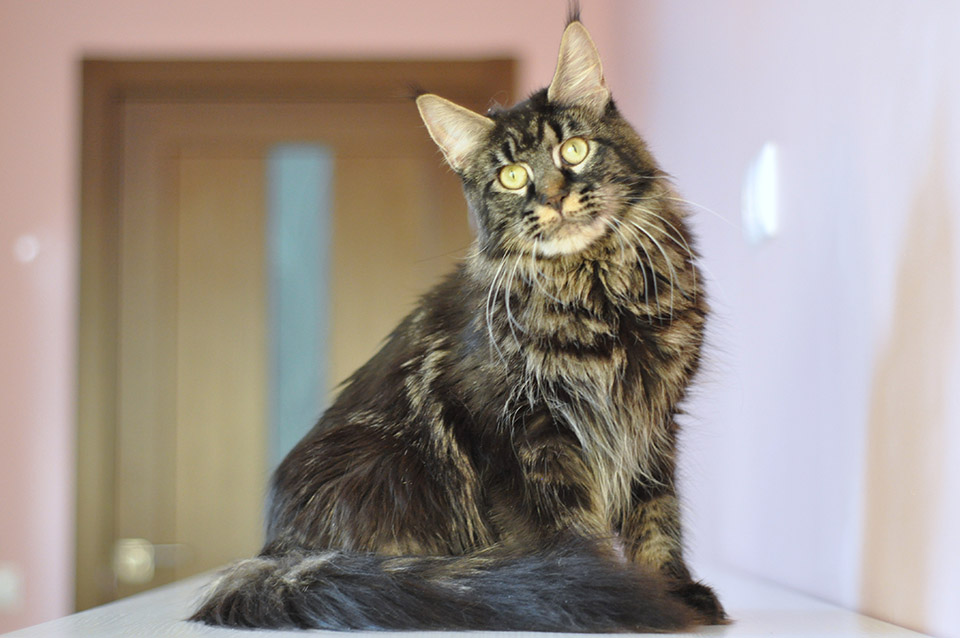 Caramel's Chelsea, maine coon