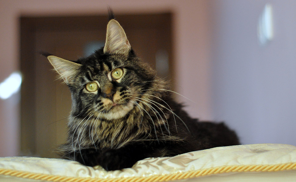 Caramel's Chelsea, maine coon