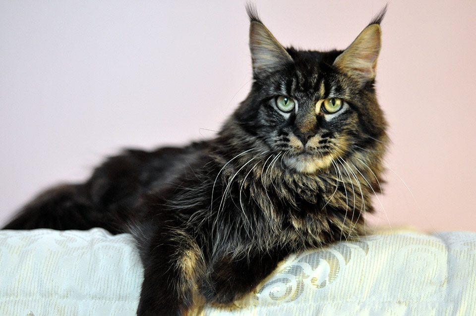 Caramel's Chelsea, maine coon