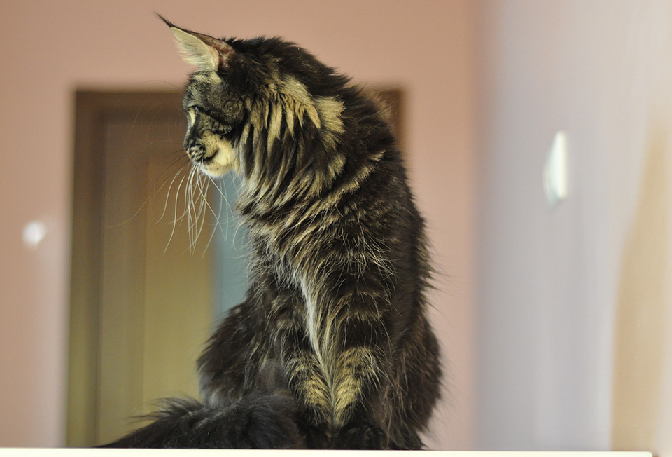 Caramel's Chelsea, maine coon