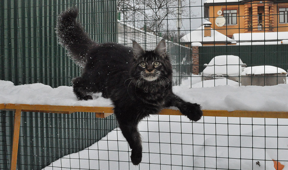 Caramel's Chelsea, maine coon