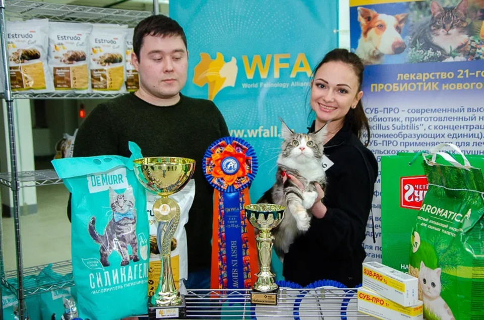 WFA выставки кошек 