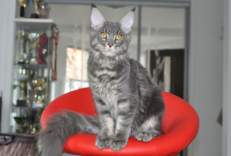 Caramel's Happy, maine coon, cattery Caramel