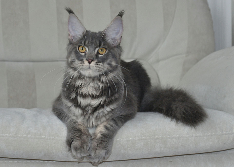 Caramel's Happy, maine coon, cattery Caramel