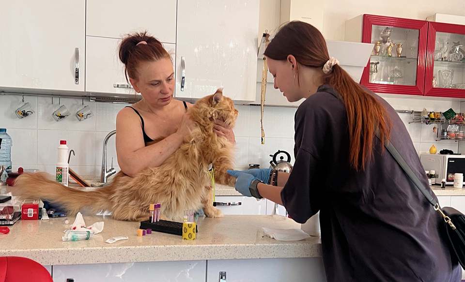 мейн кун, котята породы мейн кун