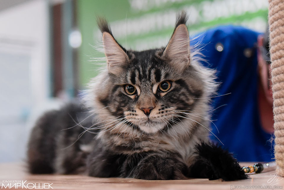 Batman of Caramel, maine coon