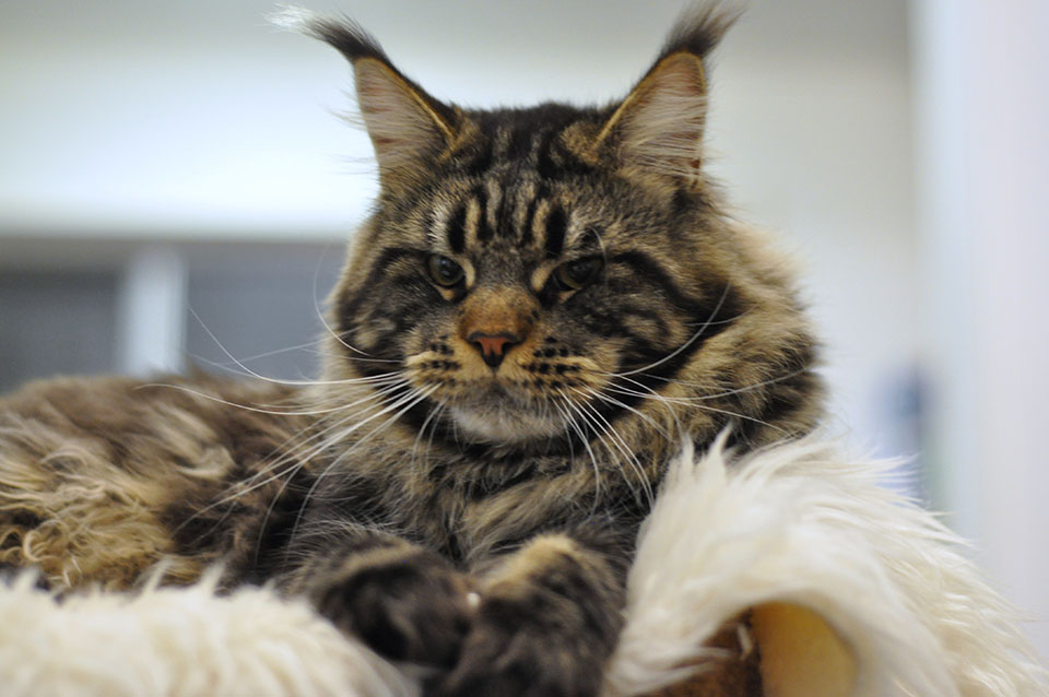 Batman of Caramel, maine coon