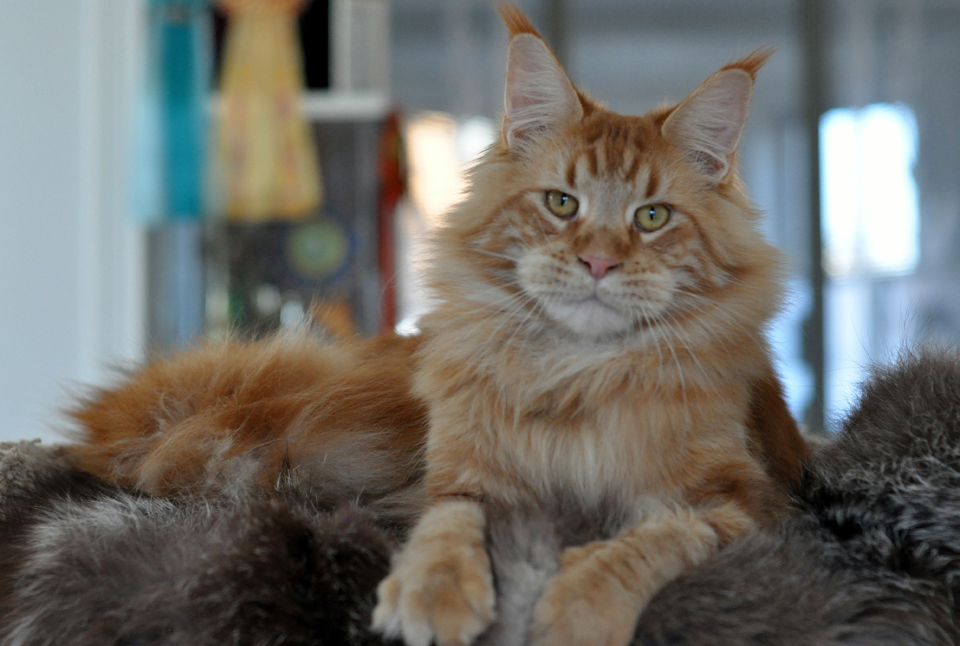 Caramel's Fendi, красный мраморный кот мейн кун, окрас d 22,