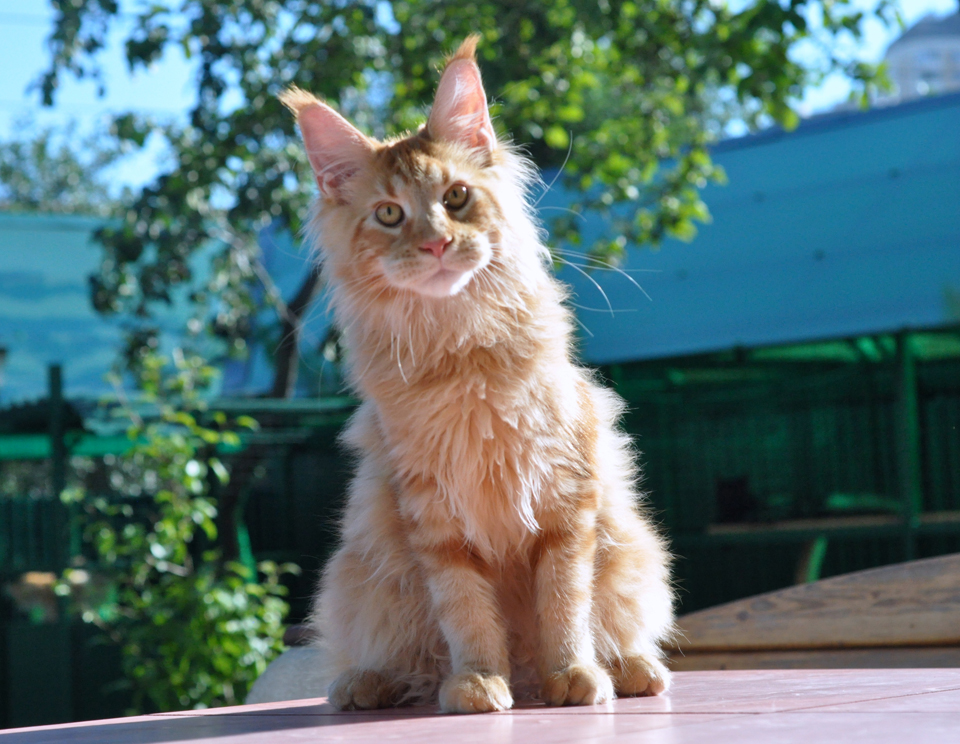 Caramel's Fendi, красный мраморный кот мейн кун, окрас d 22