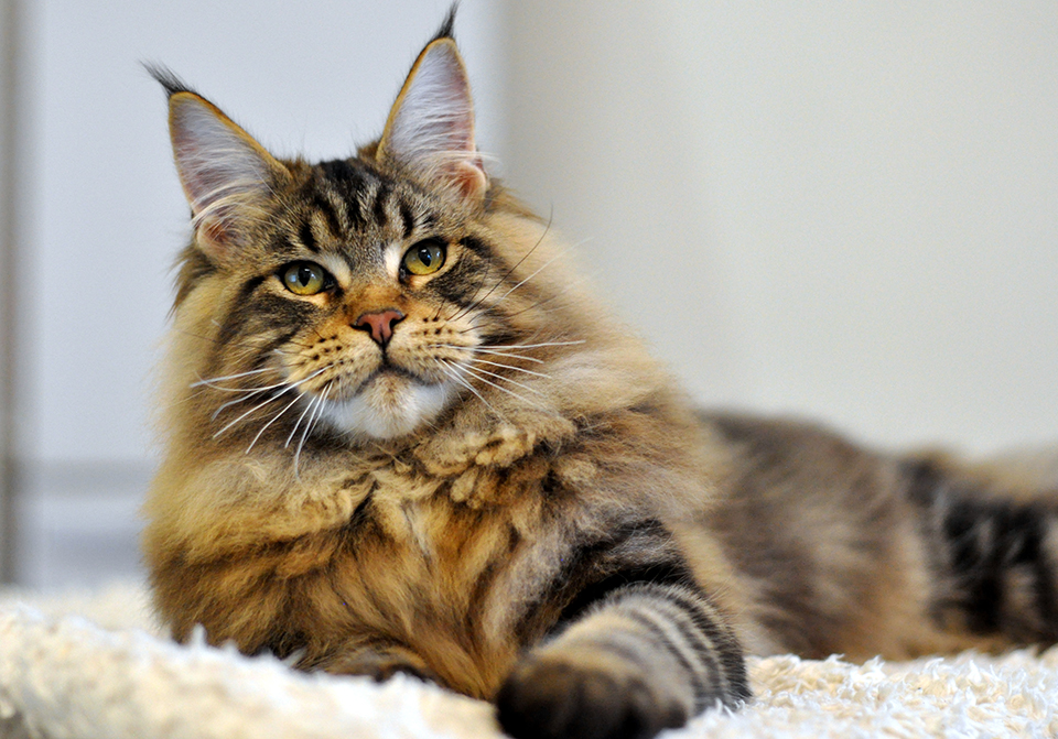 mainecoon kittens