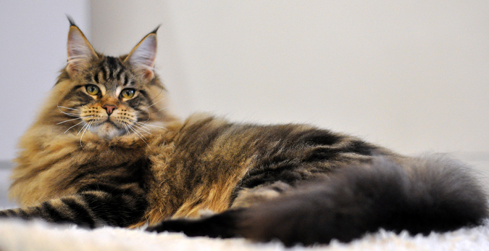 mainecoon kittens