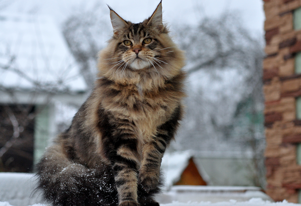 mainecoon kittens