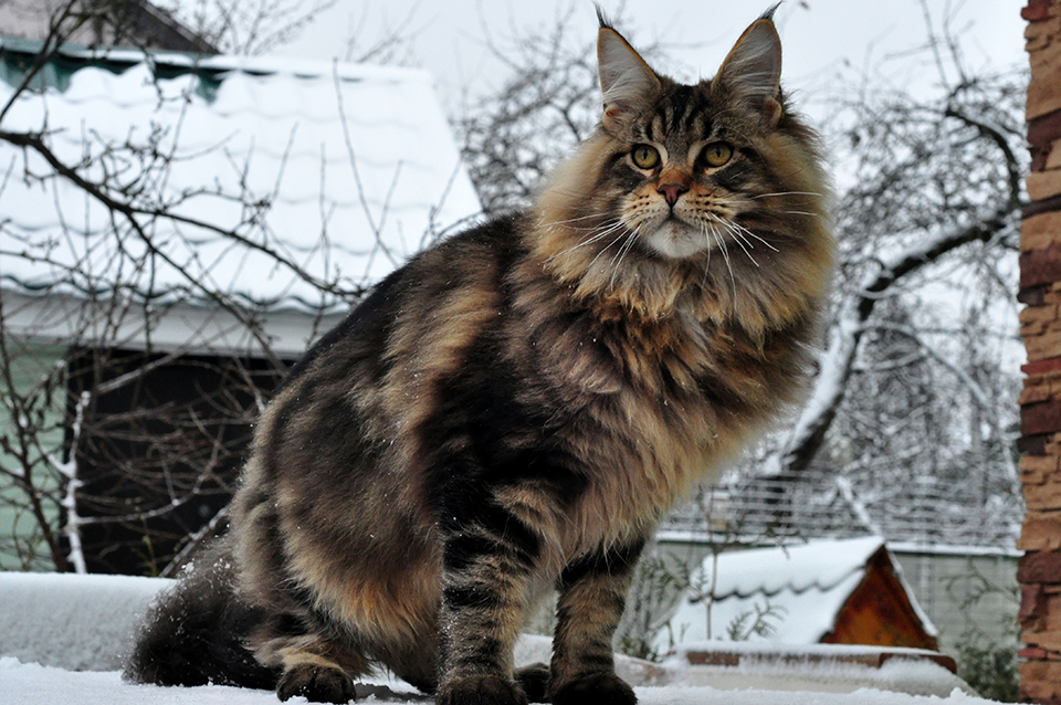 кот мейн кун черного мраморного окраса