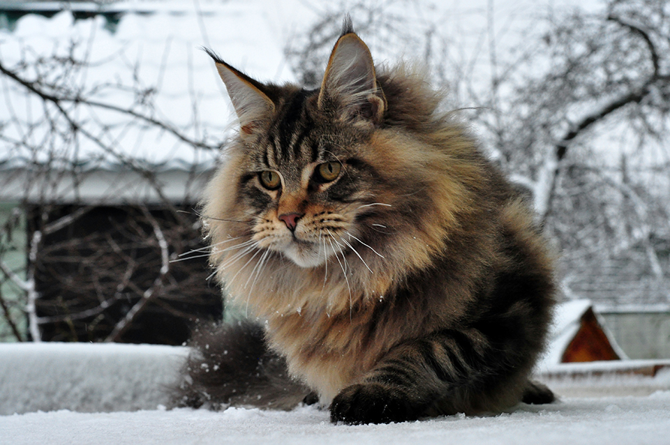 мейн кун котята из питомника