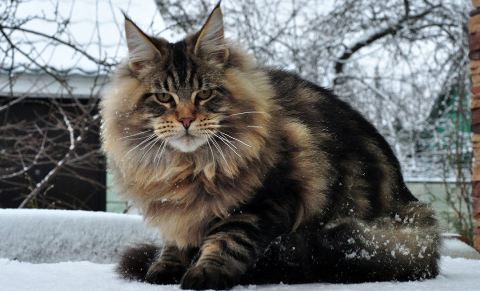 мейн кун котята из питомника