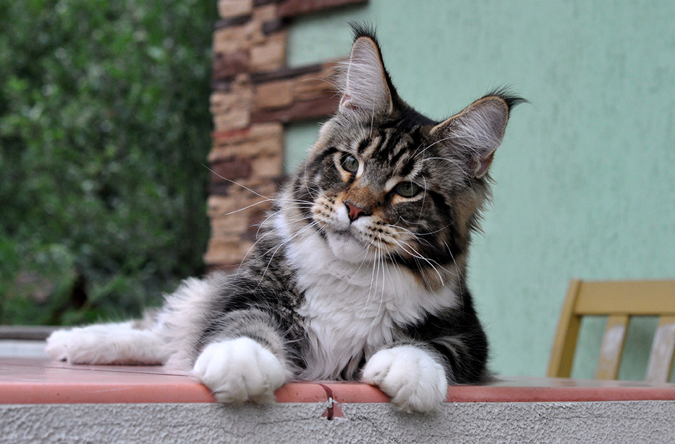 maine coon foto