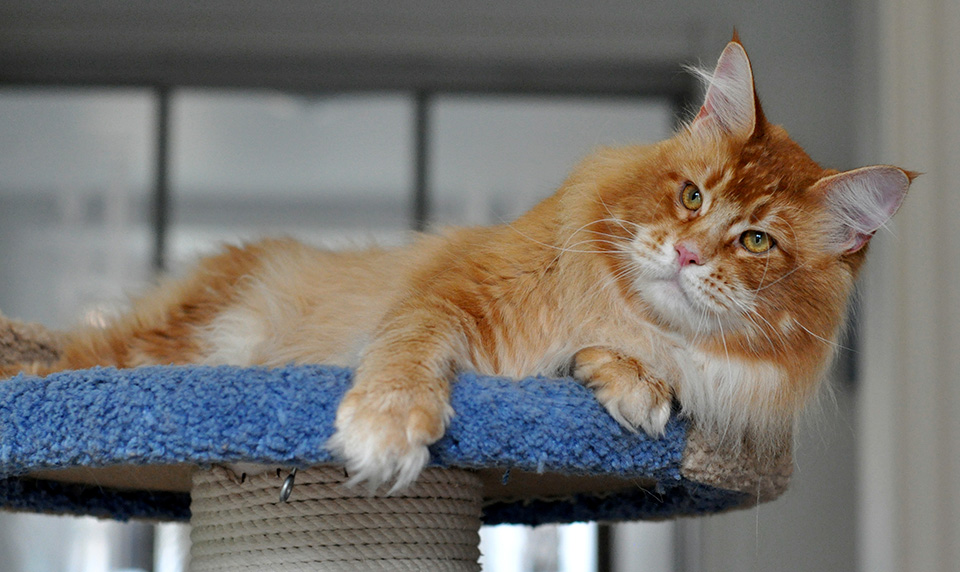 mainecoon kitten foto