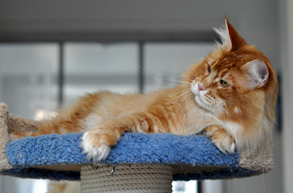 mainecoon kitten foto