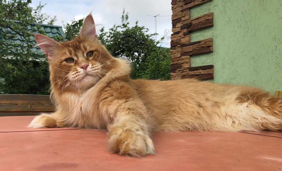 mainecoon kitten foto