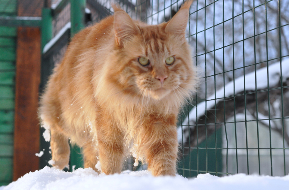 Фан-Фан, рыжий кот мейн кун