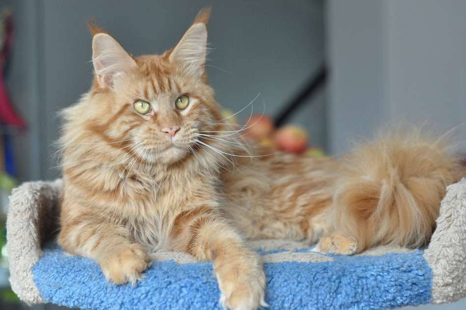 Caramel's Fan-Fan, male, maine coon