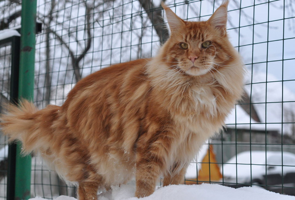 Hunter of Сhocolate, кот мейн кун, питомник Caramel