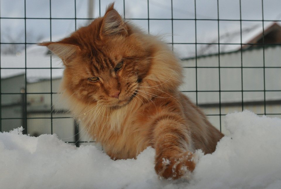 Hunter of Сhocolate, кот мейн кун, питомник Caramel