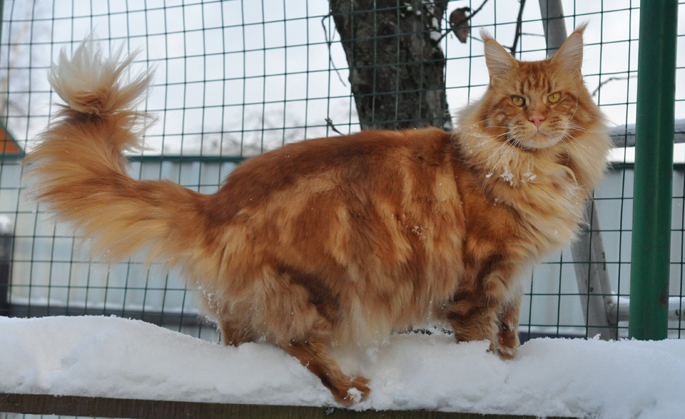 Hunter of Сhocolate, кот мейн кун, питомник Caramel