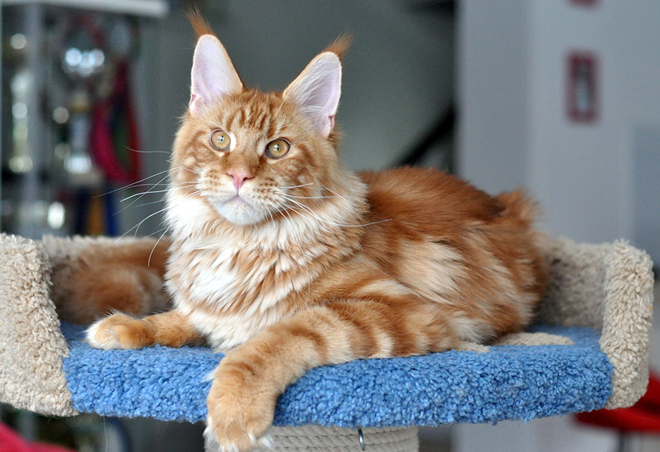 Hunter of Сhocolate, maine coon