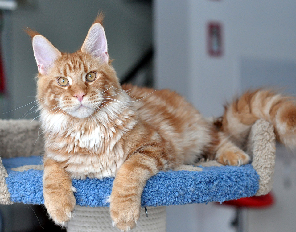 Hunter of Сhocolate, maine coon