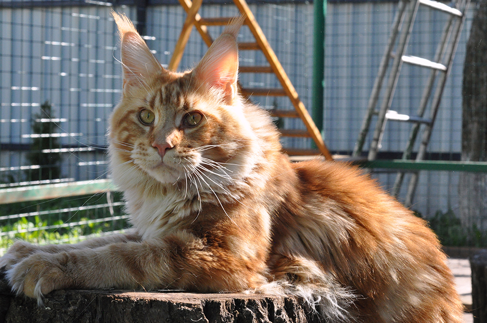 Hunter of Сhocolate, maine coon