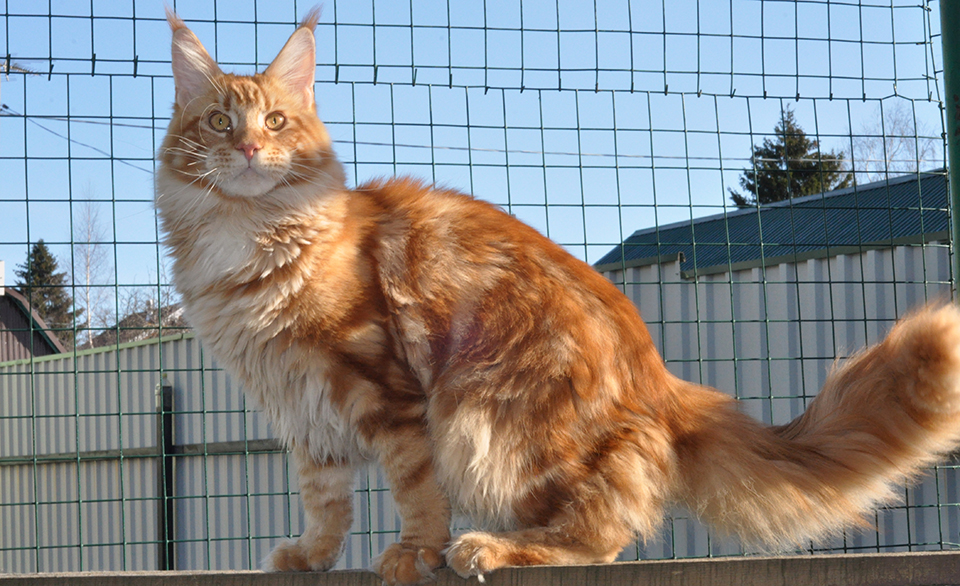 Hunter of Сhocolate, maine coon