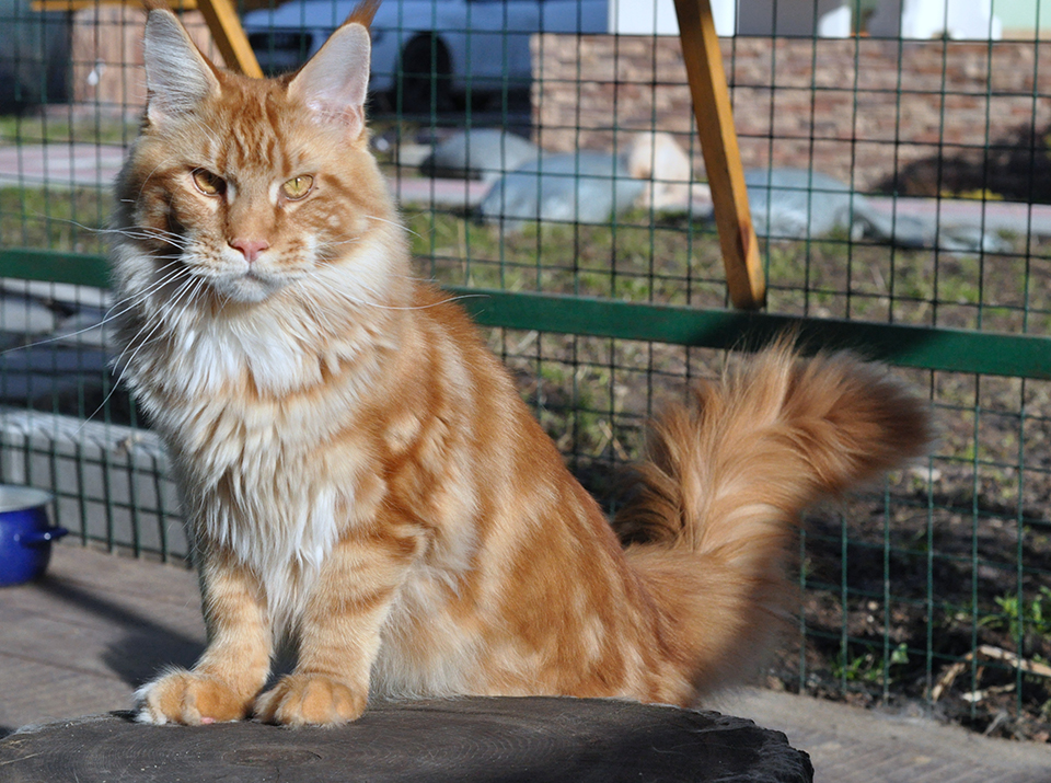 Hunter of Сhocolate, maine coon