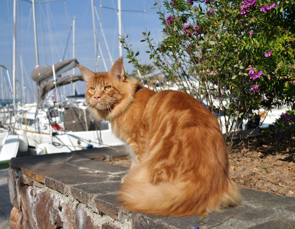 кот мейн кун фото, питомник Caramel