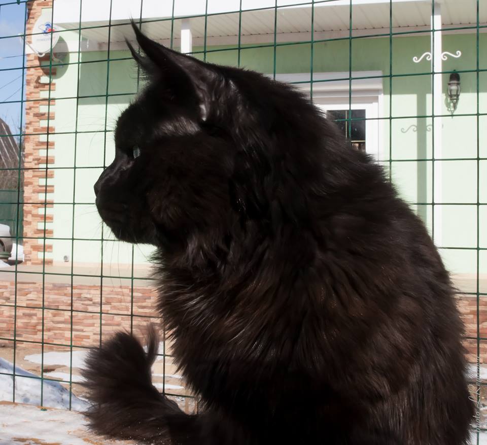 ЗОРРО (Caramel's Zorro), мейн кун черный, maine coon