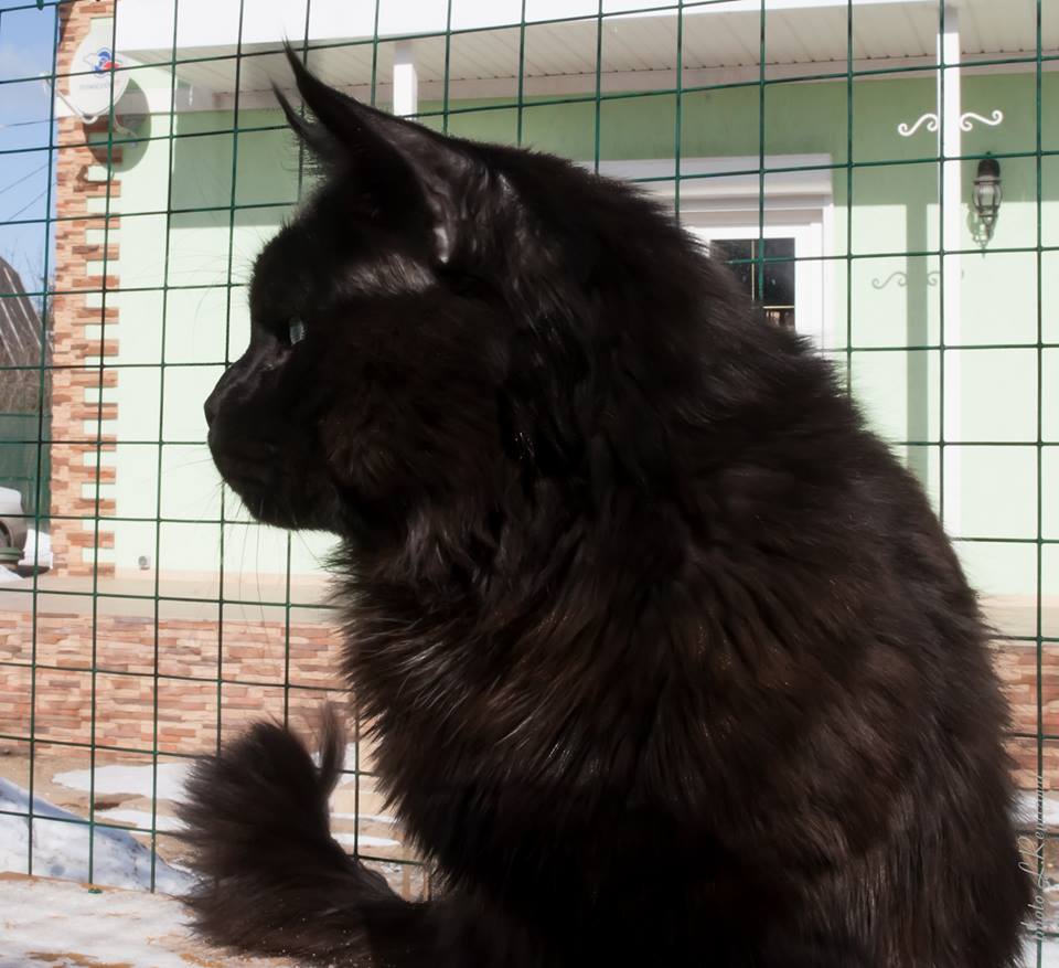 ЗОРРО (Caramel's Zorro), мейн кун черный, maine coon