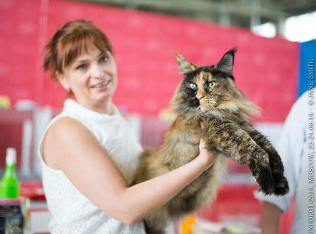 BIG GIANTS RESORT'S DE LA CRUZ, кошка мейн кун, maine coon