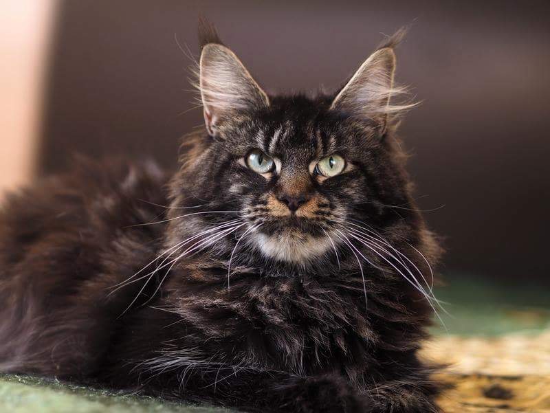 Caramel's & Swargas Sharmel, maine coon