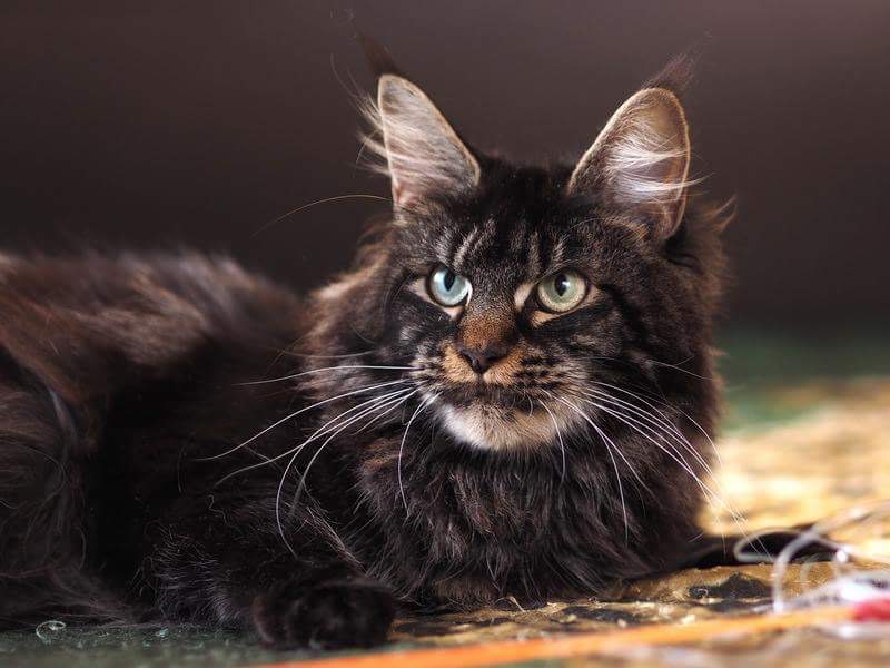 Caramel's & Swargas Sharmel, maine coon